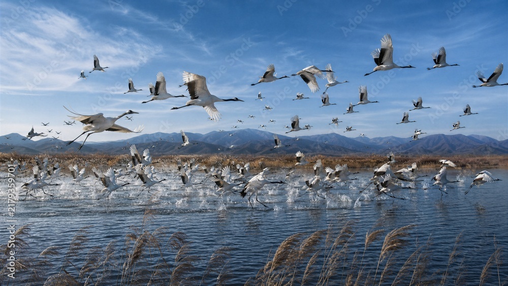 Fototapeta premium Flock of Cranes Taking Flight: A magnificent flock of cranes ascends into the bright blue sky above a tranquil wetland, their wings outstretched in a graceful display of natural freedom.