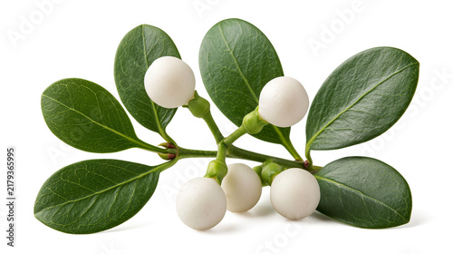 Sprig Of Snowberry Plant With White Berries And Green Leaves Isolated On A Clean White Background