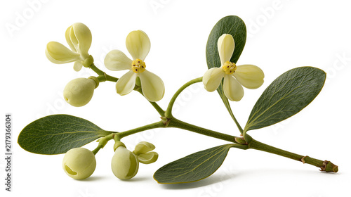 Fresh Small Pale Yellow Osmanthus Flowers And Green Leaves Isolated On White Background Macro Shot