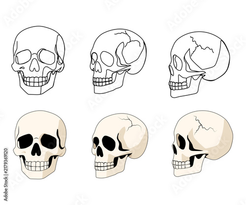 collection of hand drawn simple human skulls isolated on transparent background.black line art design element vector illustration.
