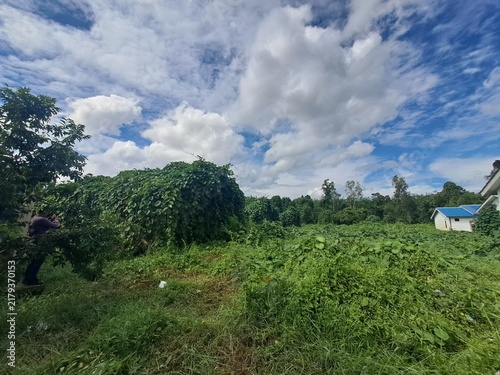 Photography rural landscape with blue sky