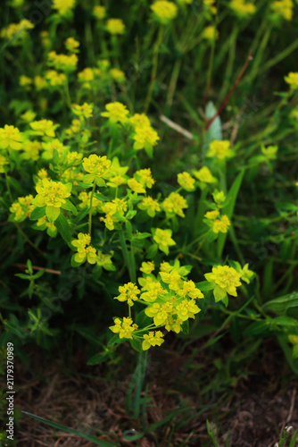 Green and yellow flowers of wild Euphorbia plants in the meadow on springtime