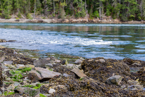 Obraz na płótnie Tidal Falls Reversing Current at Incoming Tide in Hancock Maine