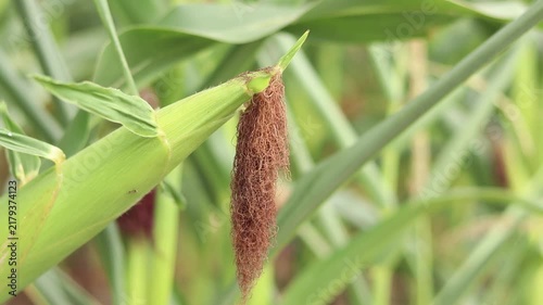 Young corn cob with brown stigmas grows in the field among green leaves. Concept of agriculture, growing crops, harvesting and farming. Ripe corn cob close-up on a sunny day