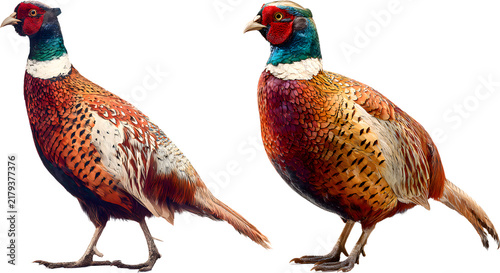 Two Ring Necked Common Pheasant Gamebirds Standing and Isolated on Pure White Background