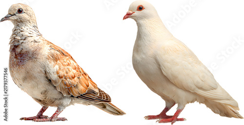 Pair of Domestic White Pigeon and Ringneck Dove Isolated on Pure White Background