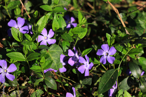 Foto Close-up of many lilac periwinkle flowers on springtime on a sunny day