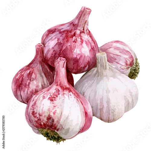 Fresh Garlic, realistic watercolor illustration vector, isolated on a white background.