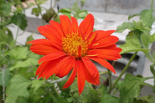 チトニアの花　別名メキシコヒマワリ