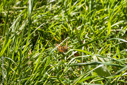 Foto Small copper butterfly camouflaged among sunlit meadow grass, Deutschland, Augsburg, 18