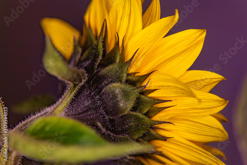 Fotografie A detailed close up macro photograph showing a bright yellow blooming sunflower