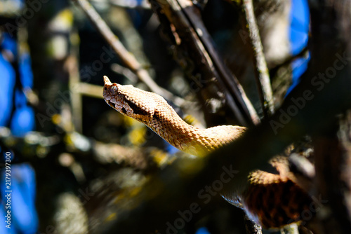 Fotografie Horned Viper on Tree Branch