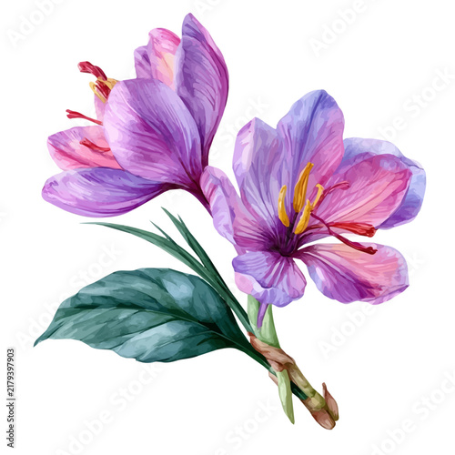 Saffron Flower, detailed watercolor clipart vector, isolated on a pure white background.