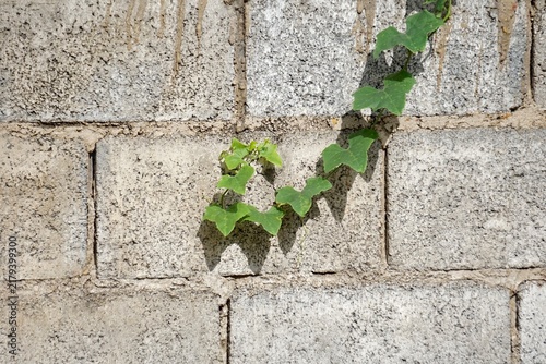 Fotografie vibrant ivy vine growing steadily along a textured grey concrete masonry unit wall
