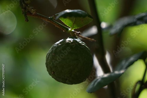 Fotografie textured, bumpy green kaffir lime fruit suspended from its branch in deep natural shade with subtle ambient light reflections