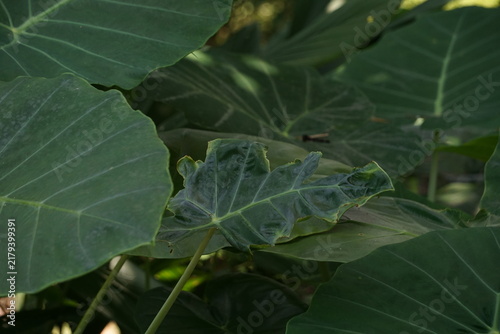 Canvastavla Broad green taro leaves growing densely in a shaded wetland garden, featuring an irregular ruffled leaf in the center