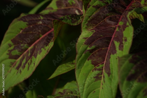 Cuadro en lienzo Close-up macro capture of a dual-colored amaranth leaf revealing deep purple-red splotches and green margins with distinct veins