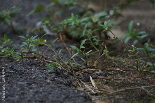 Картината върху платно Slender wild herb stems and tiny leaves crawling across a damaged asphalt curb border