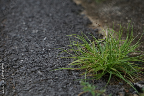 Fotografía clump of resilient green wild grass establishing roots on the coarse edge of a tarmac road