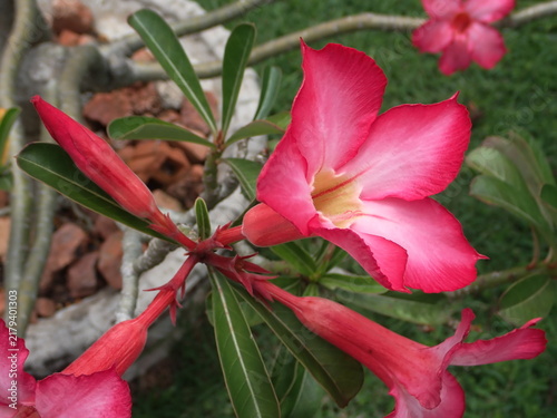 ピンク色のアデニウムの花　