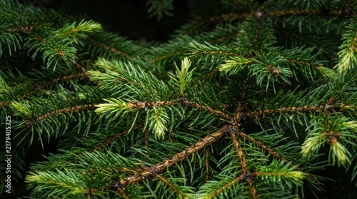 Merry Christmas Detailed close up of fresh green spruce needles on tree branch showing natural texture for winter holiday nature background