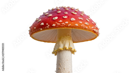 Foto Red and white spotted Amanita muscaria mushroom, isolated on transparent backgro