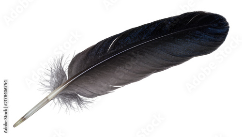 Foto Dark grey and black feather with fluffy quill, isolated on transparent backgroun