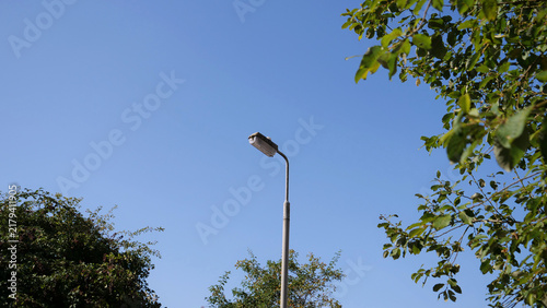 Foto Street lamp pole under clear blue sky framed by green tree leaves in sunny day