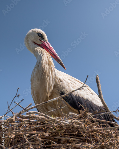 Bild auf Leinwand White stork Ciconia ciconia portrait in a large twig nest