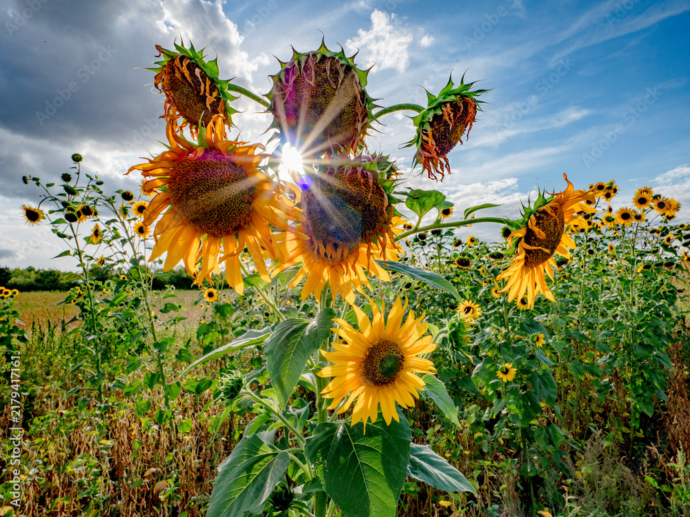 Obraz premium Sonnenblumen im Spätsommer