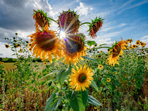 Sonnenblumen im Spätsommer