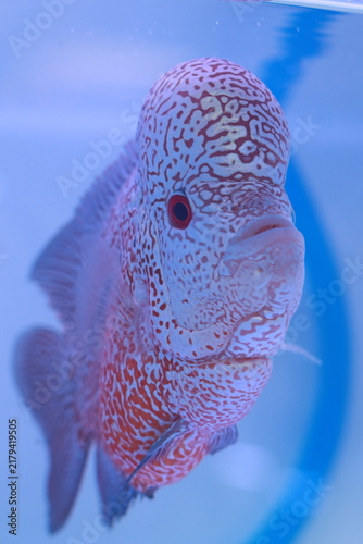 Quadro su tela Close-up portrait of a colorful Flowerhorn cichlid fish in a blue aquarium