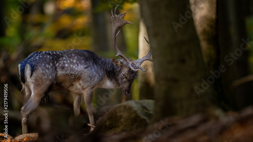 Konstfotografi Fallow deer stag standing in an autumn forest