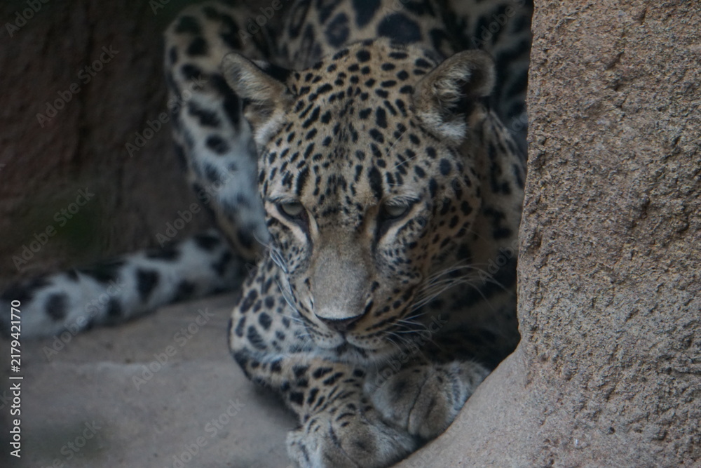 Obraz premium Frontal close up portrait of a Persian leopard or Anatolian leopard (Panthera pardus tulliana) sleeping in a cave