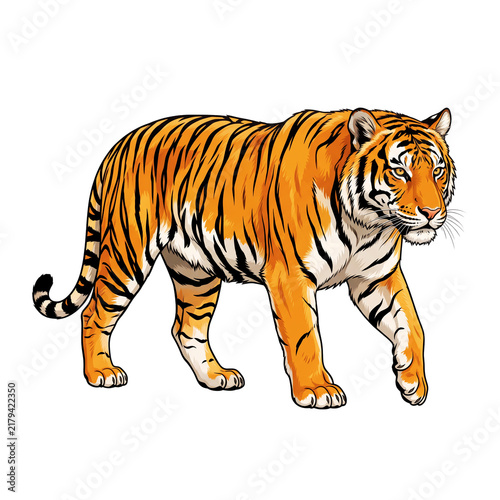 Realistic Bengal Tiger Walking Illustration Isolated on White Background