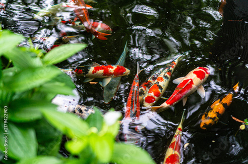 Fotografie Japanese colorful koi carp in a pond in Tokyo