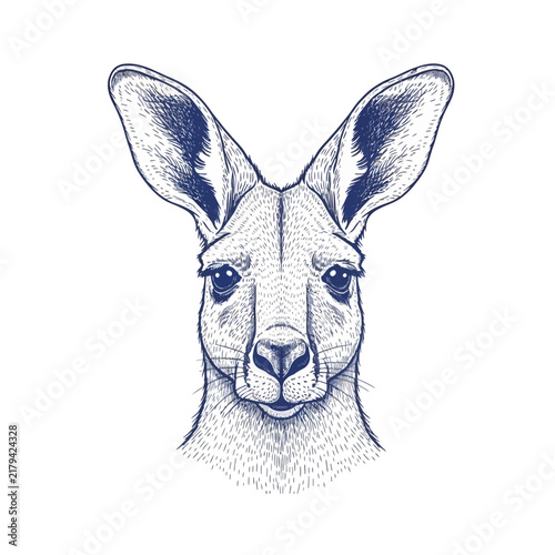 Kangaroo head drawing - hand drawn animal illustration vector