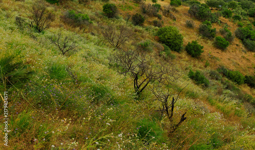 Obraz na plátně Wilderness meadow with sparse trees and dry grass on a sun-drenched hillside