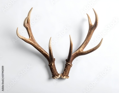Two detached deer antlers, angled upward, resting on a white, clean, and flat surface