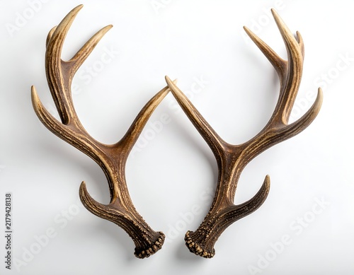 Close-up of two large, brown deer antlers, symmetrical, laid against a white backdrop