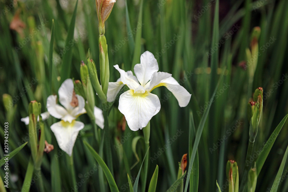 Fototapeta premium Closeup of two white Japanese water iris plants, Derbyshire England