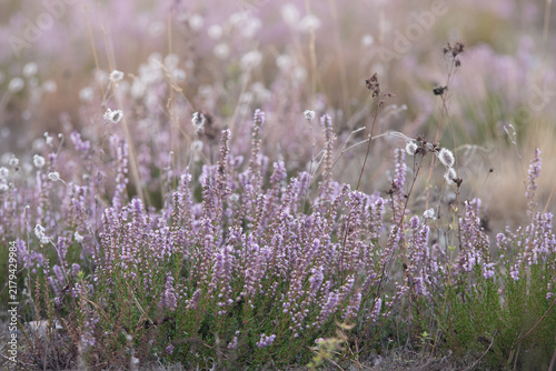 Blühende Besenheide (Calluna vulgaris) zwischen Gräsern und Wollgras (Eriophorum) in einer naturnahen Heidelandschaft.