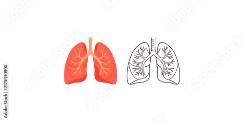 Fotografía Human lungs anatomy comparison showing flat colored organ next to line art diagram