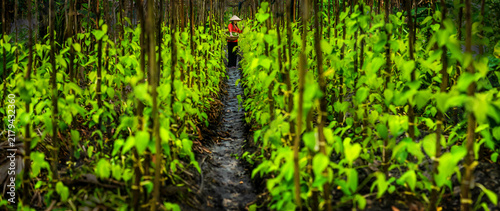 Bild auf Leinwand A woman is harvesting betel leaves.