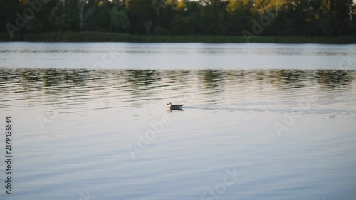 Wild duck swimming on calm river water surface at sunset video