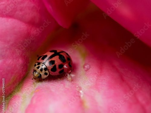 Fotografía Pink ladybug crawls on a pink flower petal during daylight hours in a garden set