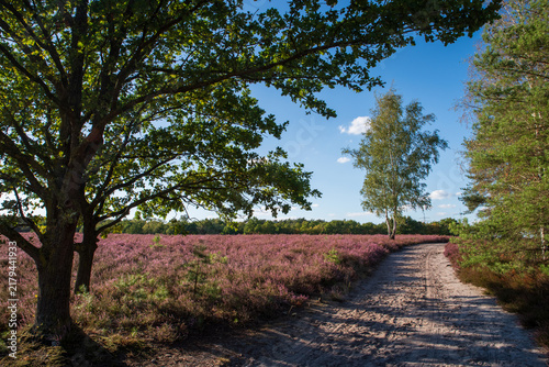 Große Eiche rahmt blühende Besenheide (Calluna vulgaris) mit Sandweg und Birke (Betula pendula). Sonnige Heidelandschaft zwischen Heidefläche und Kiefern unter blauem Himmel.