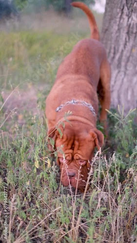 Dogue de Bordeaux walking sniffing grass and running on dirt road video