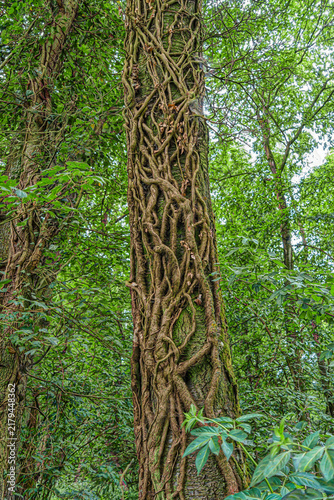 Fotografía Tree trunk entwined with ivy branches in a forest