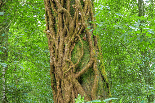Naklejka Tree trunk entwined with branches and moss